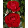 Edelrose 'Red Brokat', 21 cm Topf dreigestäbt
