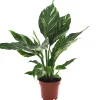 Einblatt 'Diamond variegata' 12 cm Topf