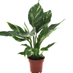 Einblatt 'Diamond variegata' 12 cm Topf