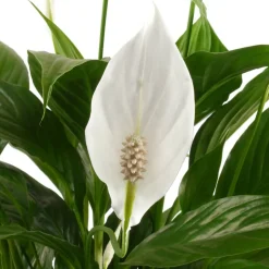 Einblatt 'Sweet Benito' weiß 12 cm Topf
