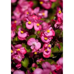 Eisbegonie rosa 6er Set, 9 cm Topf