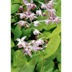 Elfenblume 'Roseum', 9 cm Topf, 3er-Set