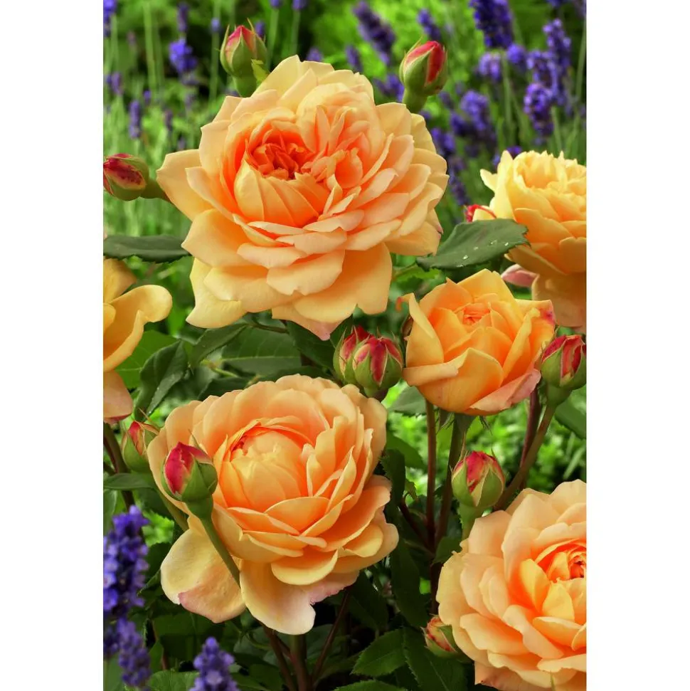 Englische Rose