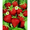 Erdbeere "Delizz"