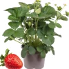 Erdbeere 'Delizz' mit Früchten 14 cm Topf