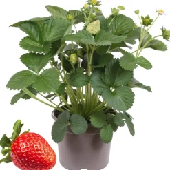 Erdbeere 'Delizz' mit Früchten 14 cm Topf