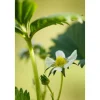 Erdbeere 'Elan' 11 cm Topf 3er-Set