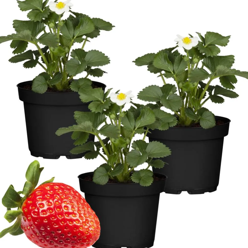 Erdbeere 'Elan' 11 cm Topf 3er-Set