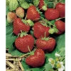 Erdbeere 'Elsanta' 9 cm Topf, 6er-Set