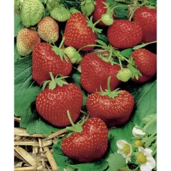 Erdbeere 'Elsanta' 9 cm Topf, 6er-Set