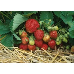 Erdbeere 'Elvira' 10er-Tray