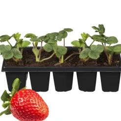 Erdbeere 'Elvira' 10er-Tray