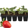 Erdbeere 'Mieze Schindler' 10er-Tray