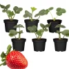 Erdbeere 'Ostara' 9 cm Topf, 6er-Set