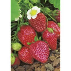Erdbeere 'Ostara' 10er-Tray