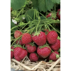 Erdbeere 'Senga Sengana' 9 cm Topf, 6er-Set