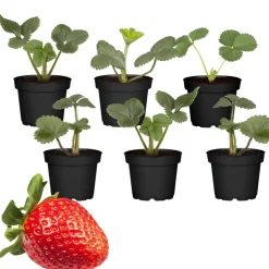Erdbeere 'Senga Sengana' 9 cm Topf, 6er-Set