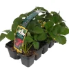 Erdbeere 'Senga Sengana' 10er-Tray
