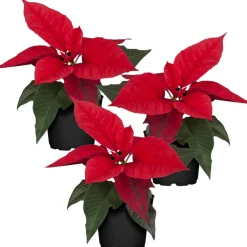 Fairtrade Weihnachtsstern rot 7 cm Topf, 3er-Set