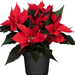 Fairtrade Weihnachtsstern Busch rot 17 cm Topf
