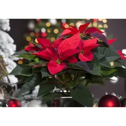 Fairtrade Weihnachtsstern Busch rot 17 cm Topf