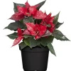 Fairtrade Weihnachtsstern rot mit silber Glitter 13 cm Topf