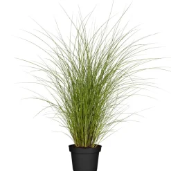 Feinhalm-Chinaschilf 'Gracillimus' 14 cm Topf