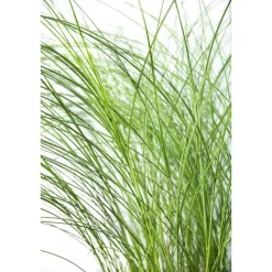 Feinhalm-Chinaschilf 'Gracillimus' 14 cm Topf