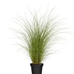 Feinhalm-Chinaschilf 'Gracillimus' 19 cm Topf