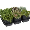 Fetthenne Farbmix im 6er-Tray