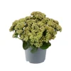 Fetthenne Sondersorten 13 cm Topf