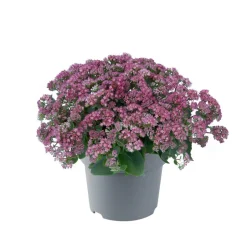 Fetthenne Sondersorten 13 cm Topf