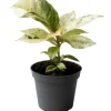 Ficus 'Schrijveriana Moonshine' 6 cm Topf
