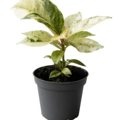 Ficus 'Schrijveriana Moonshine' 6 cm Topf