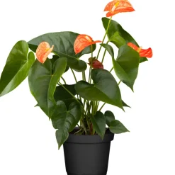 Flamingoblume 'Orange Champion' orange 14 cm Topf
