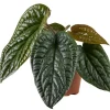 Flamingoblume 'Radicans x Luxurians' 12 cm Topf