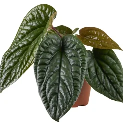 Flamingoblume 'Radicans x Luxurians' 12 cm Topf