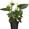 Flamingoblume 'Sierra White' weiß 14 cm Topf