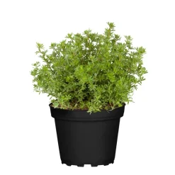 Fünffingerstrauch rot/rosa 19 cm Topf