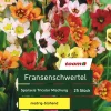 Fransenschwertel 'Sparaxis Tricolor', 25 Stück, mehrfarbig