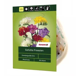 Freesien gefüllt 50 Stück