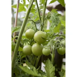 Freiland-Tomate 'Phantasia' & 'Philovita' 11 cm Topf, 3er-Set