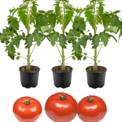 Freiland-Tomate 'Phantasia' & 'Philovita' 11 cm Topf, 3er-Set