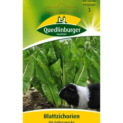 Futterzichorie