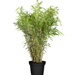 Gartenbambus 50-60 cm, 19 cm Topf