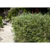 Gartenbambus verschiedene Sorten 29 cm Topf