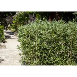 Gartenbambus verschiedene Sorten 29 cm Topf