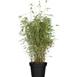 Gartenbambus verschiedene Sorten 29 cm Topf