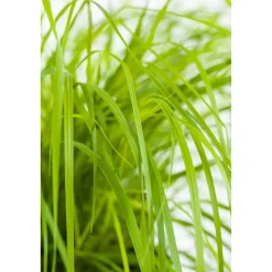 Garten-Federborstengras 'Hameln Gold' 19 cm Topf