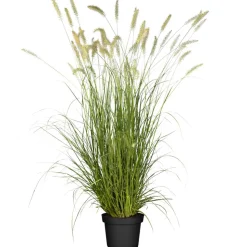 Garten-Federborstengras 'Hameln Gold' 19 cm Topf